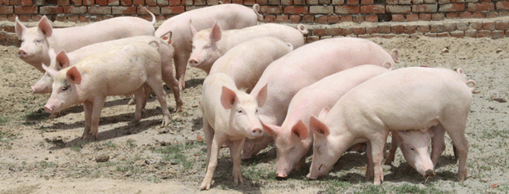 pig-farm-1632952194.gif