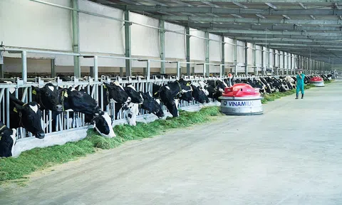 Lượng thịt lợn nhập khẩu tăng mạnh