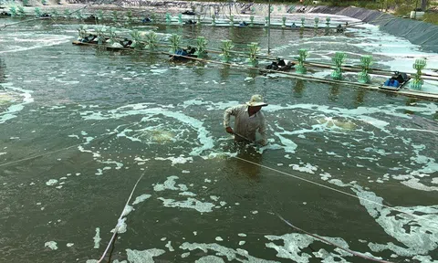 Mưa lớn khiến nhiều diện tích cây ăn trái và thủy sản ở Đồng Nai bị thiệt hại