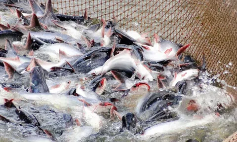 Giải pháp phát triển chuỗi cá tra sau thời gian giãn cách xã hội