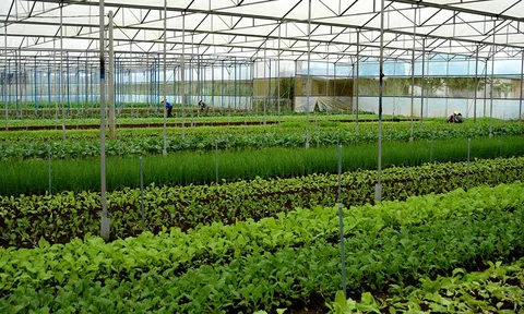 Phương án khôi phục sản xuất cho doanh nghiệp ở Cần Thơ
