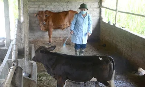 Khống chế không để lây lan dịch bệnh trên đàn gia súc