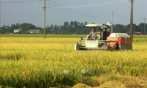 Thái Bình khẩn trương thu hoạch lúa Mùa trước bão số 8
