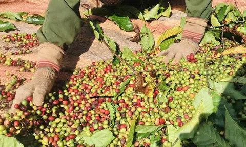 Gia Lai cân đối nhân công thu hoạch cà phê, hồ tiêu niên vụ 2020-2021